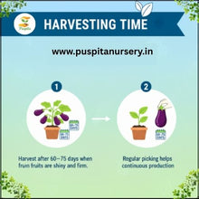 Load image into Gallery viewer, Puspita Nursery Muktajhuri Begun (Eggplant) Seeds – 10 gm | Premium Hybrid Brinjal Variety | High Yield, Disease Resistant, Easy Germination Vegetable Seeds | Suitable for Home Garden & Farm | All Season Planting