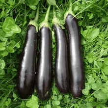 Load image into Gallery viewer, Puspita Nursery Muktajhuri Begun (Eggplant) Seeds – 10 gm | Premium Hybrid Brinjal Variety | High Yield, Disease Resistant, Easy Germination Vegetable Seeds | Suitable for Home Garden & Farm | All Season Planting
