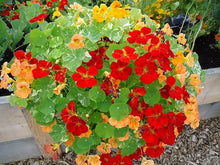 Load image into Gallery viewer, Puspita Nursery Nasturtium Flower Seeds (Mixed Colors) – Easy to Grow Annual Flower Plant | Perfect for Home Garden, Pots, Balcony & Terrace Gardening | Fast Germination & Vibrant Blooms