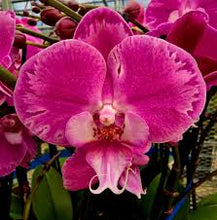 Load image into Gallery viewer, Puspita Nursery “Phalaenopsis Orchid – Elegant Flowering Plant with Long-Lasting Blooms”
