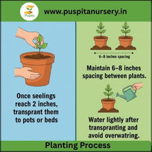 Load image into Gallery viewer, Puspita Nursery Portulaca Double Mixed Seeds – Colorful 11 O’Clock Flower | Easy Growing Succulent | Ideal for Pots, Terrace & Garden Borders | Long Blooming, Heat-Resistant Variety