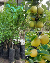 Load image into Gallery viewer, Buy Naspati Plant Online -Puspita Nursery Pear Tree for Home Gardening | Fast Delivery