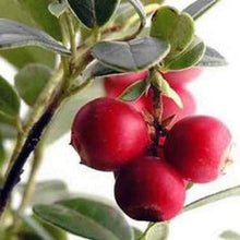 Load image into Gallery viewer, Puspita Nursery Strawberry Guava Plant: Sweet and Tropical Delight for Your Garden