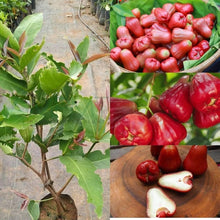 Load image into Gallery viewer, "Puspita Nursery's Premium Red Water Apple Plant – Vibrant, Juicy, and Fast-Growing Exotic Fruit Tree for Your Garden"