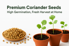 Load image into Gallery viewer, Puspita Nursery Coriander Seeds 100 gm Pack | High Germination Dhaniya Seeds | Fast Growing Leaf & Seed Variety for Home & Kitchen Garden