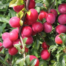 Load image into Gallery viewer, Puspita Nursery  "Aloo Bukhara Plant | Fresh Plum Tree for Home Gardening"