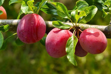 Load image into Gallery viewer, Puspita Nursery  "Aloo Bukhara Plant | Fresh Plum Tree for Home Gardening"