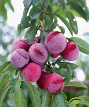 Load image into Gallery viewer, Puspita Nursery  "Aloo Bukhara Plant | Fresh Plum Tree for Home Gardening"
