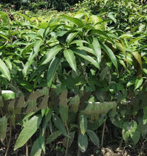 Load image into Gallery viewer, Puspita Nursery Red Apple Mango Plant -High-Quality Grafted Mango Tree for Home Gardens