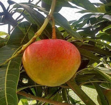 Load image into Gallery viewer, Puspita Nursery Red Apple Mango Plant -High-Quality Grafted Mango Tree for Home Gardens