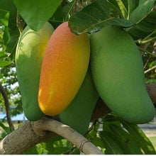 Load image into Gallery viewer, Puspita Nursery BARI 11 Mango Tree – Delicious Homegrown Mangoes
