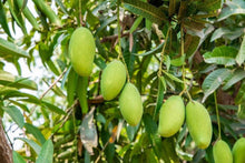 Load image into Gallery viewer, Puspita Nursery BARI 11 Mango Tree – Delicious Homegrown Mangoes