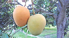 Load image into Gallery viewer, Puspita Nursery BARI 11 Mango Tree – Delicious Homegrown Mangoes
