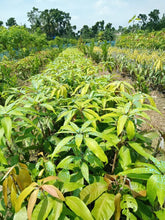 Load image into Gallery viewer, Puspita Nursery BARI 11 Mango Tree – Delicious Homegrown Mangoes