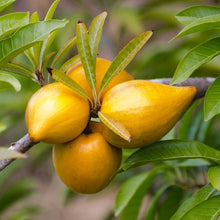 Load image into Gallery viewer, Puspita Nursery Healthy Egg Fruit Plant – Rare, Nutritious, and Perfect for Home Gardens