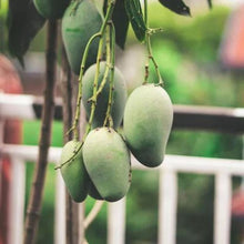 Load image into Gallery viewer, Puspita Nursery Kanan Bhog Mango Plant