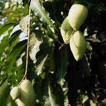 Load image into Gallery viewer, Puspita Nursery Kanan Bhog Mango Plant