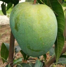 Load image into Gallery viewer, Puspita Nursery Khas Ul Khas Mango Plant - Premium Sweet Mango Variety for Home Gardens