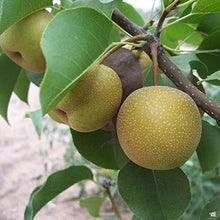 Load image into Gallery viewer, Buy Naspati Plant Online -Puspita Nursery Pear Tree for Home Gardening | Fast Delivery