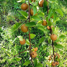 Load image into Gallery viewer, Buy Naspati Plant Online -Puspita Nursery Pear Tree for Home Gardening | Fast Delivery