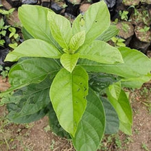 Load image into Gallery viewer, Buy Naspati Plant Online -Puspita Nursery Pear Tree for Home Gardening | Fast Delivery