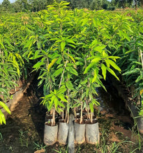 Load image into Gallery viewer, Puspita Nursery Sadabahar Mango Plant – Year-Round Fruiting Variety, Healthy & Ready to Grow