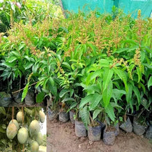 Load image into Gallery viewer, Puspita Nursery Sadabahar Mango Plant – Year-Round Fruiting Variety, Healthy & Ready to Grow