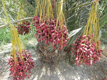 Load image into Gallery viewer, Puspita Nursery Arabian Variety Khajoor Plant Premium Date Palm Tree for Home Garden
