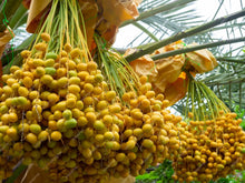 Load image into Gallery viewer, Puspita Nursery Arabian Variety Khajoor Plant Premium Date Palm Tree for Home Garden