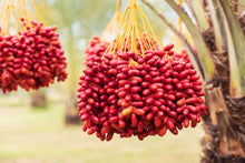 Load image into Gallery viewer, Puspita Nursery Arabian Variety Khajoor Plant Premium Date Palm Tree for Home Garden