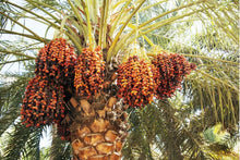 Load image into Gallery viewer, Puspita Nursery Arabian Variety Khajoor Plant Premium Date Palm Tree for Home Garden