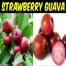 Load image into Gallery viewer, Puspita Nursery Strawberry Guava Plant: Sweet and Tropical Delight for Your Garden