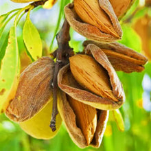 Load image into Gallery viewer, Puspita Nursery Premium Almond Nut Plant – High-Yield & Healthy Growth