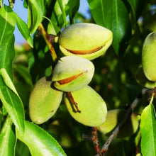 Load image into Gallery viewer, Puspita Nursery Premium Almond Nut Plant – High-Yield & Healthy Growth