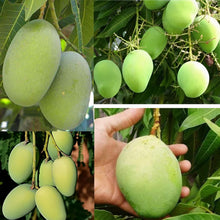 Load image into Gallery viewer, Puspita Nursery Rajapuri Mango Plant - High-Yield, Sweet & Juicy Variety for Home Gardens