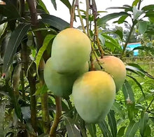 Load image into Gallery viewer, Puspita Nursery Rajapuri Mango Plant - High-Yield, Sweet & Juicy Variety for Home Gardens