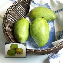 Load image into Gallery viewer, Puspita Nursery Rajapuri Mango Plant - High-Yield, Sweet & Juicy Variety for Home Gardens