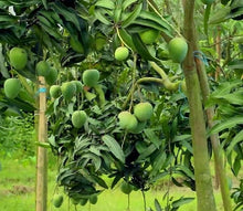 Load image into Gallery viewer, Puspita Nursery Rajapuri Mango Plant - High-Yield, Sweet & Juicy Variety for Home Gardens