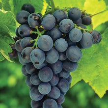 Load image into Gallery viewer, Puspita Nursery Seedless Black Grapes Plant – High-Yield, Sweet & Juicy Grape Variety