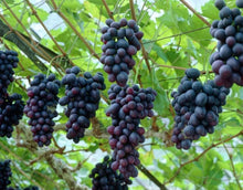 Load image into Gallery viewer, Puspita Nursery Seedless Black Grapes Plant – High-Yield, Sweet & Juicy Grape Variety