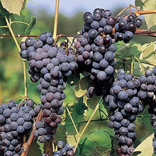 Load image into Gallery viewer, Puspita Nursery Seedless Black Grapes Plant – High-Yield, Sweet & Juicy Grape Variety