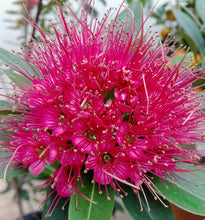 Load image into Gallery viewer, Puspita Nursery First Love Flower Plant A Symbol of Romance and Beauty
