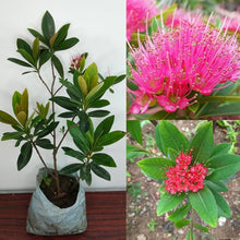 Load image into Gallery viewer, Puspita Nursery First Love Flower Plant A Symbol of Romance and Beauty