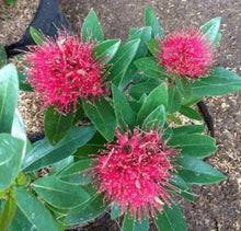 Load image into Gallery viewer, Puspita Nursery First Love Flower Plant A Symbol of Romance and Beauty