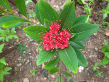 Load image into Gallery viewer, Puspita Nursery First Love Flower Plant A Symbol of Romance and Beauty