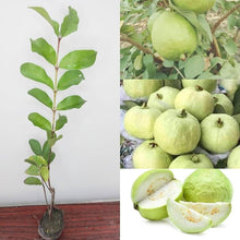 Load image into Gallery viewer, Puspita Nursery Thai 7 Guava Plant: Premium, Sweet, and Crisp Variety for Your Garden