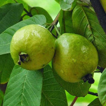 Load image into Gallery viewer, Puspita Nursery Thai 7 Guava Plant: Premium, Sweet, and Crisp Variety for Your Garden