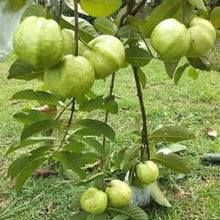Load image into Gallery viewer, Puspita Nursery Thai 7 Guava Plant: Premium, Sweet, and Crisp Variety for Your Garden