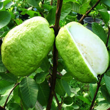 Load image into Gallery viewer, Puspita Nursery Thai 7 Guava Plant: Premium, Sweet, and Crisp Variety for Your Garden