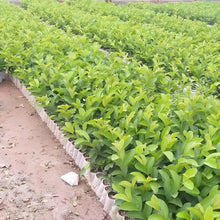 Load image into Gallery viewer, Puspita Nursery Thai 7 Guava Plant: Premium, Sweet, and Crisp Variety for Your Garden